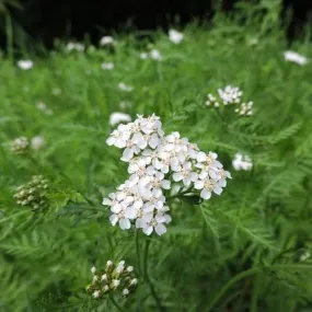 Achillea millefolium